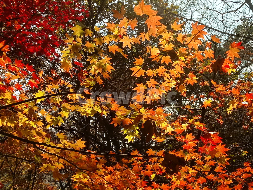 낙엽,단풍,落葉,leaves,나뭇잎,단풍나무,식물,maple,낙엽활엽관목,잎,계절,가을,자연,풍경,outdoors,옥외,fallautumnseason,naturelandscape,풍경사진,가을,계절,fall,autumn,season,plant,leaf,tree,나무