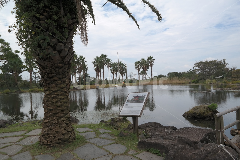 판석,flagstone,tree,나무,plant,식물,강