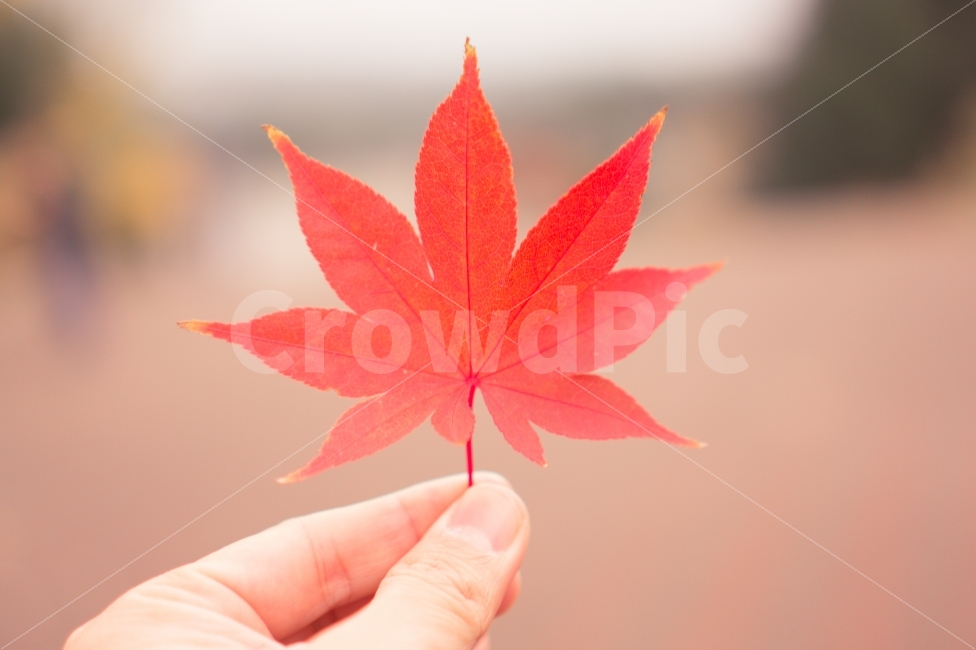 단풍,단풍잎,느낌,감성,가을,가을,계절,fall,autumn,season,식물,자연,plants,nature,사람,인물,인간,human,person,감성,sensible,feeling,색깔,색상,색채,색감,color sense,color sensitivity,feeling of color,연출,컨셉,콘셉,direction,concept,leaf,잎,plant,tree,나무
