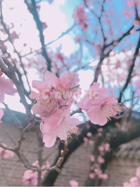 벚꽃,맑음,벚꽃나무,봄,자연