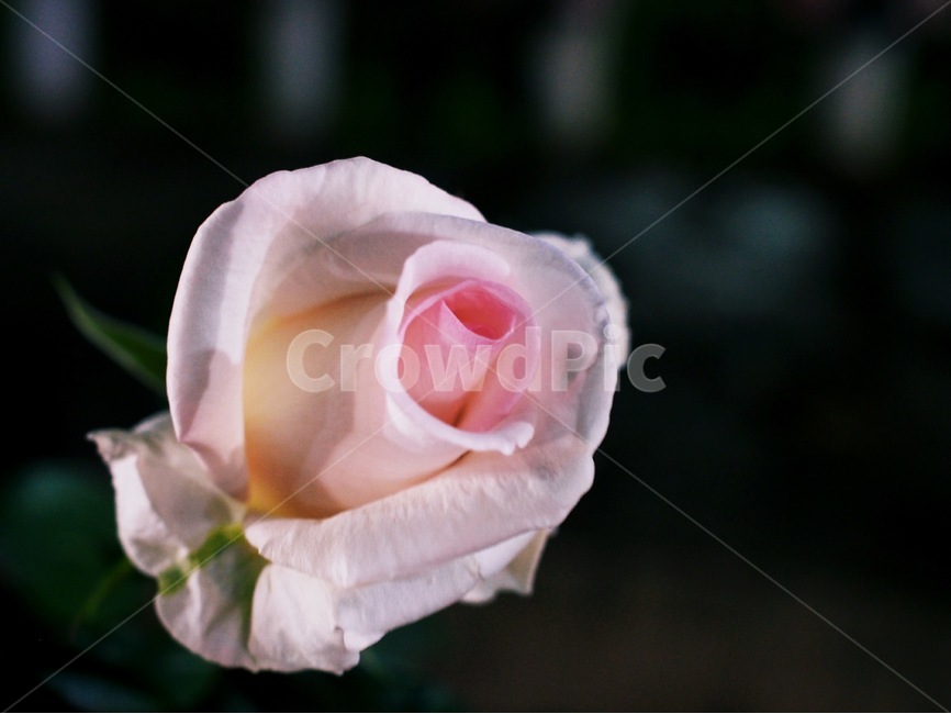 꽃,장미,백장미,하얀색,하양,분홍,분홍색,야간,접사,식물,자연,plants,nature,꽃,flower