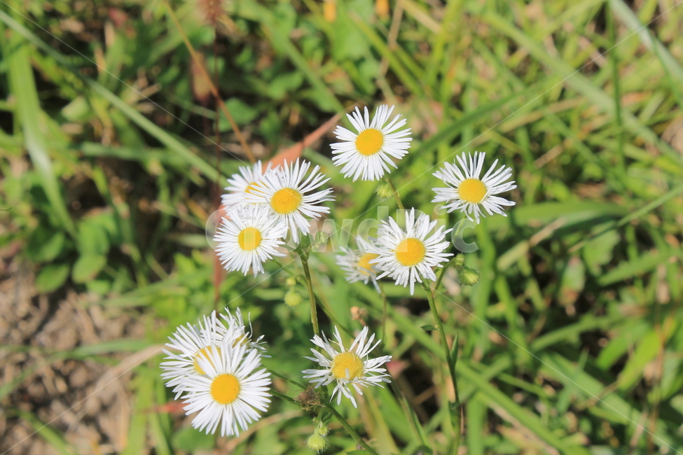 plant,식물,blossom,daisy,daisies,데이지,flower,꽃,식물,자연,plants,nature,꽃,flower