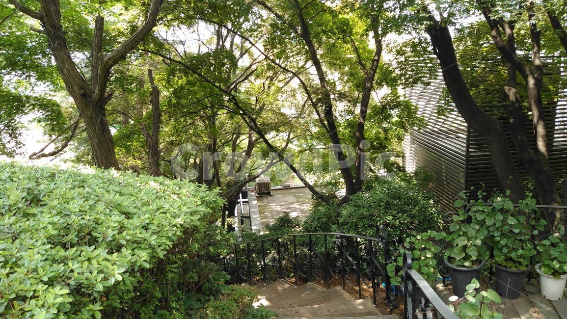 나무,숲,피톤치드,숲길,tree,forest