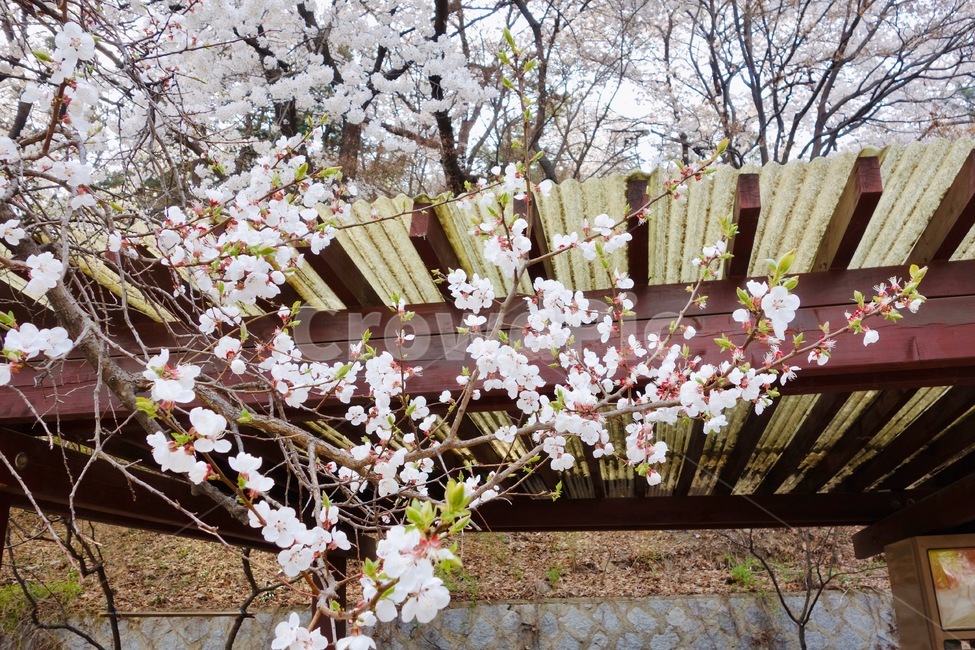 벚꽃,벚꽃가지,꽃놀이,봄,꽃,꽃잎,감성,설레임,청순,식물,plant,blossom,flower,cherryblossom,spring