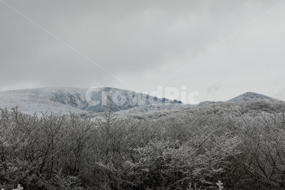 눈,설경,한라산설경,풍경,snow,landscape,1100고지,겨울,계절,winter,season,자연,풍경,nature,landscape,outdoors,옥외,plant,식물,tree,나무,fir,전나무