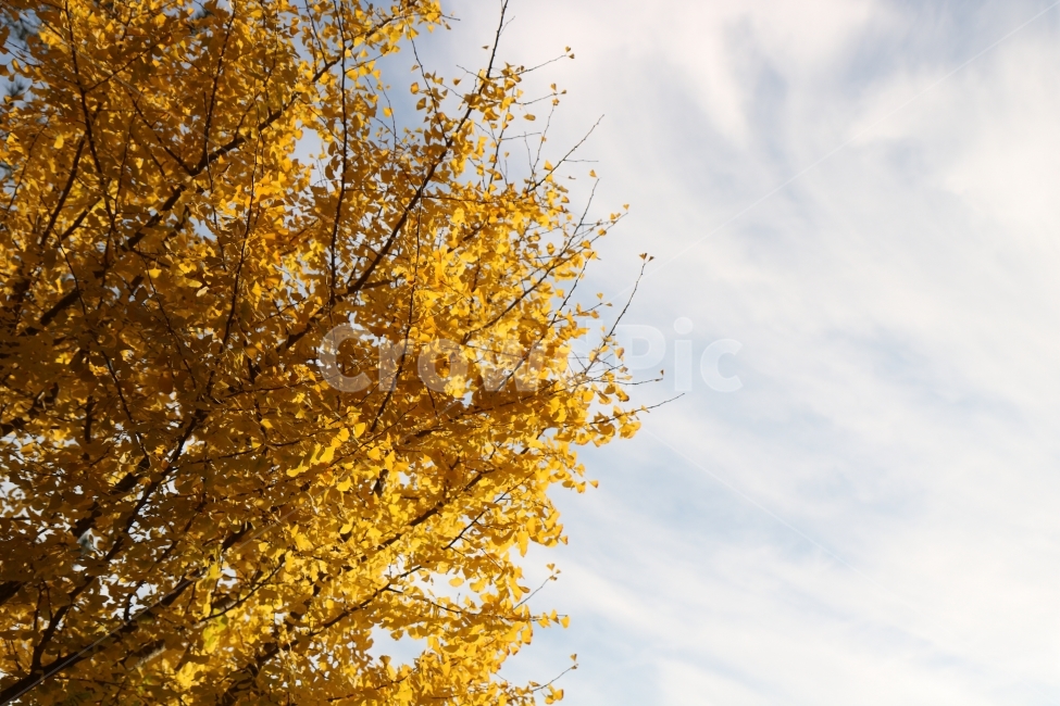 가을,은행나무,가을하늘,풍경,자연,가을,계절,fall,autumn,season,식물,자연,plants,nature,나무,trees,wood,tree,plant