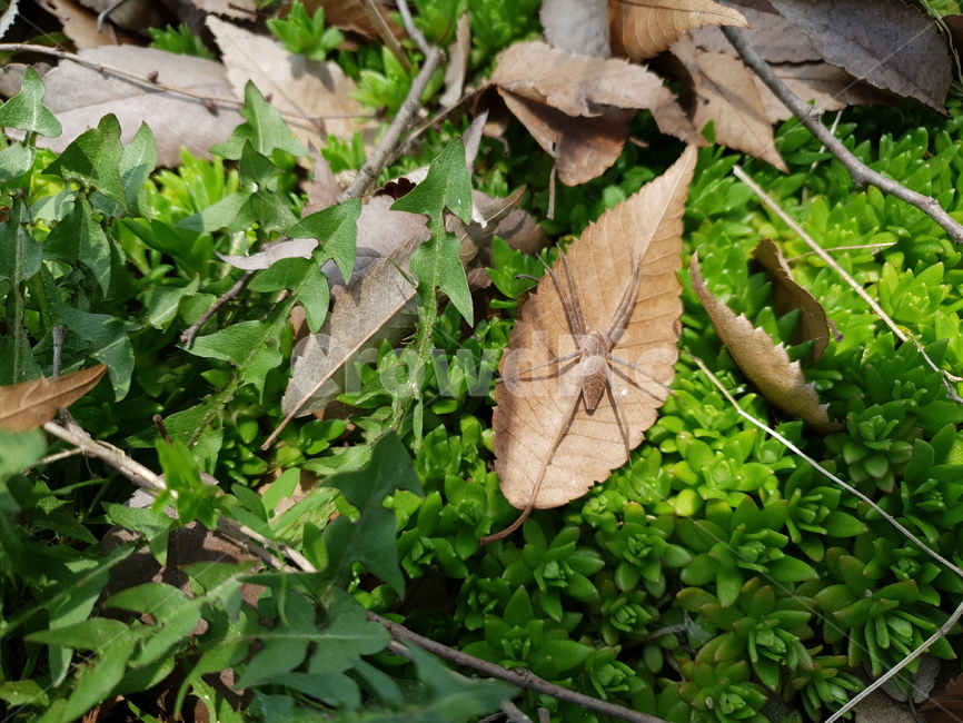 나무잎,거미,보호색,자연,숨은그림,식물,자연,plants,nature,동물,animal,곤충,벌레,insect,bug