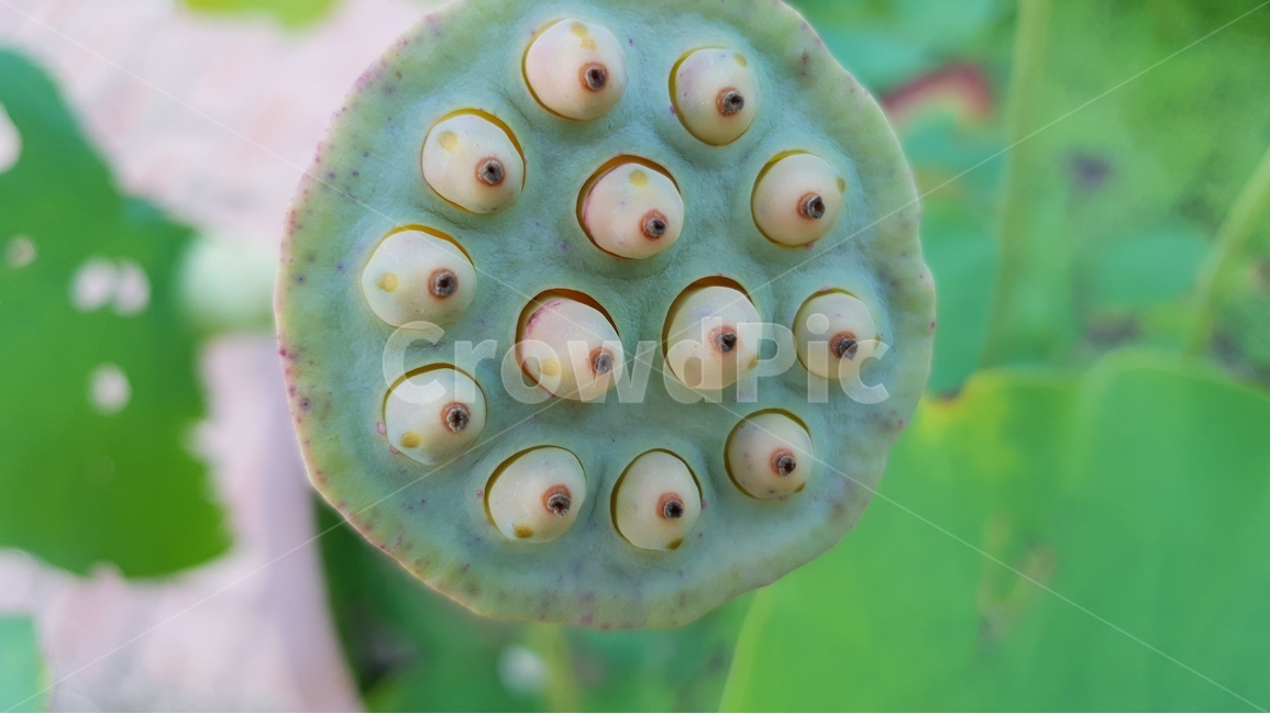 연잎,연꽃씨앗,초록,여름,계절,꽃진자리,green,summer,lotusseed,nature,plant,수생식물,연밥,씨앗,식물,자연,plants,nature
