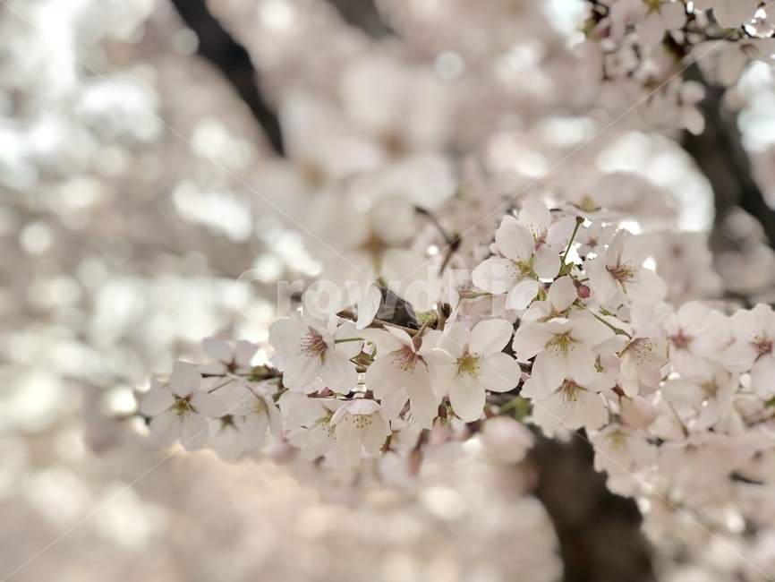 plant,식물,blossom,꽃,flower,벚꽃,봄,spring,봄길,3월,봄맞이,핑크
