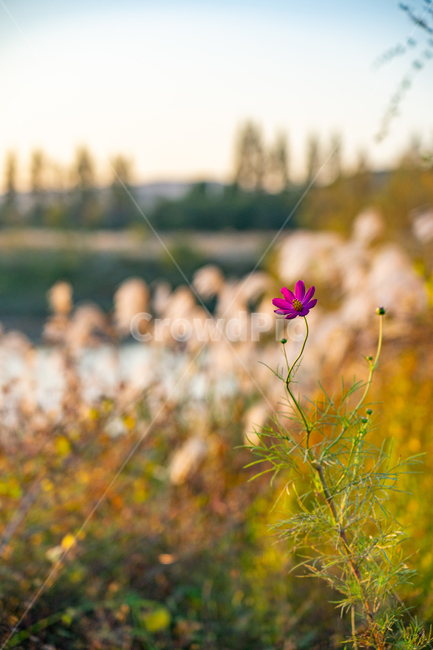 코스모스,cosmos,가을,autumn,fall,자연,nature,꽃,식물,plant,자연,풍경,nature,landscape,식물,plants