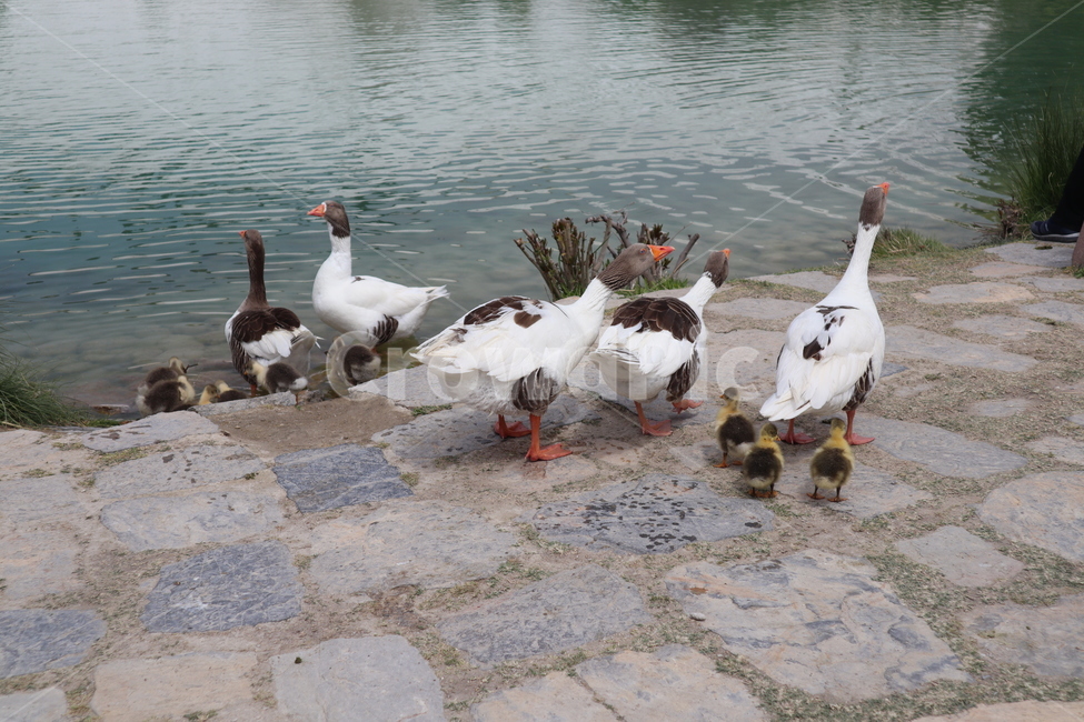 오리,새끼오리,가족,poultry,새,animal,bird,duck,조류,새,birds