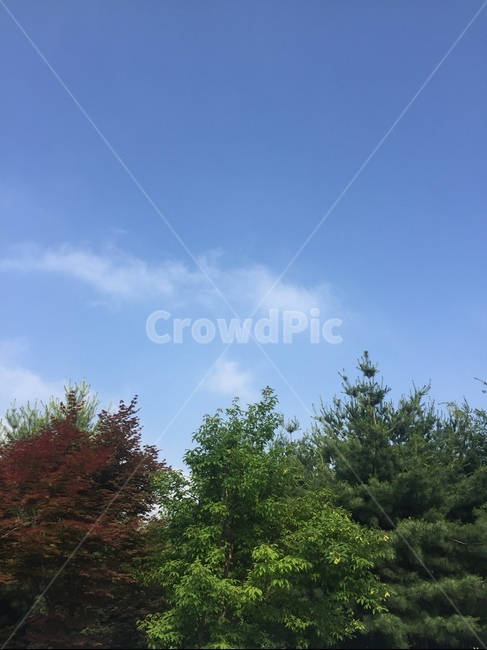 식물,하늘,풍경,풍경사진,자연,나무,구름,감성사진,감성,배경화면,자연,풍경,nature,landscape,tree,plant,fir,전나무