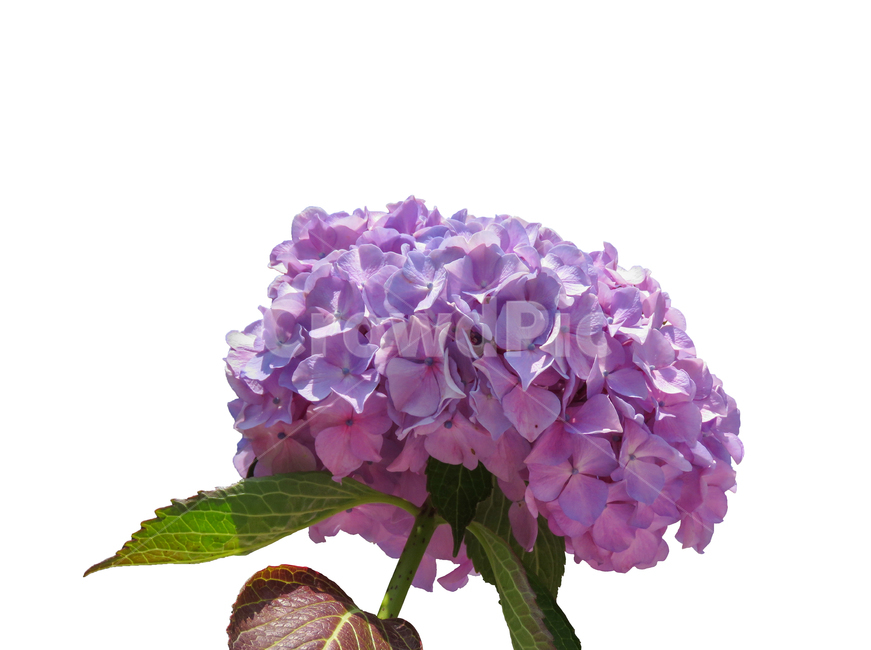 수국,보라색수국,보라색,함박,자연,식물,꽃,만개,흰배경,flower