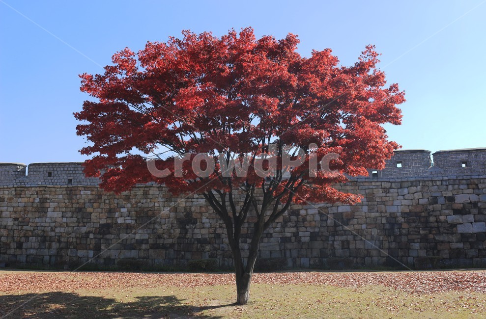 plant,식물,tree,나무,maple,단풍,가을,가을,계절,fall,autumn,season,식물,자연,plants,nature,나무,trees,wood
