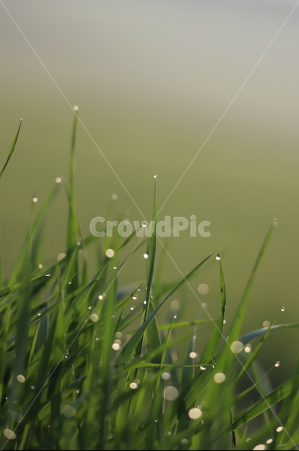 이슬,아침,풀,일출,원본,sunrise,새벽,빛,감성사진,식물,자연,plants,nature,감성,sensible,feeling