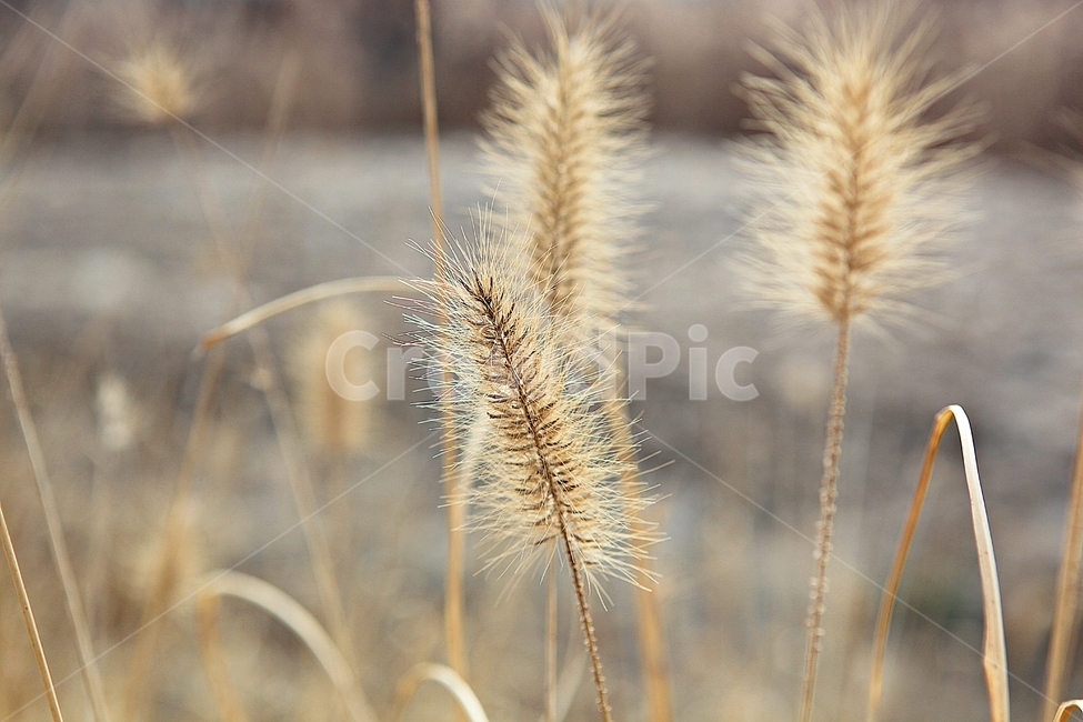 강아지풀,강아지풀꽃,꽃,잡초,가을,풀,야외,공원,가을,계절,fall,autumn,season,식물,자연,plants,nature