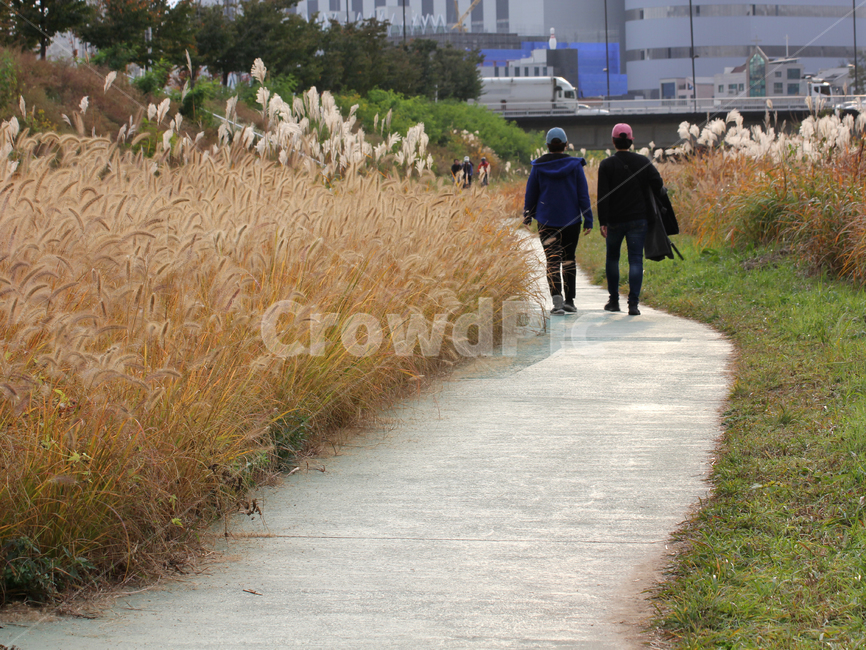 human,인간,person,사람,grass,잔디,plant,식물,동행,road,갈대,가을,계절,fall,autumn,season,식물,자연,plants,nature