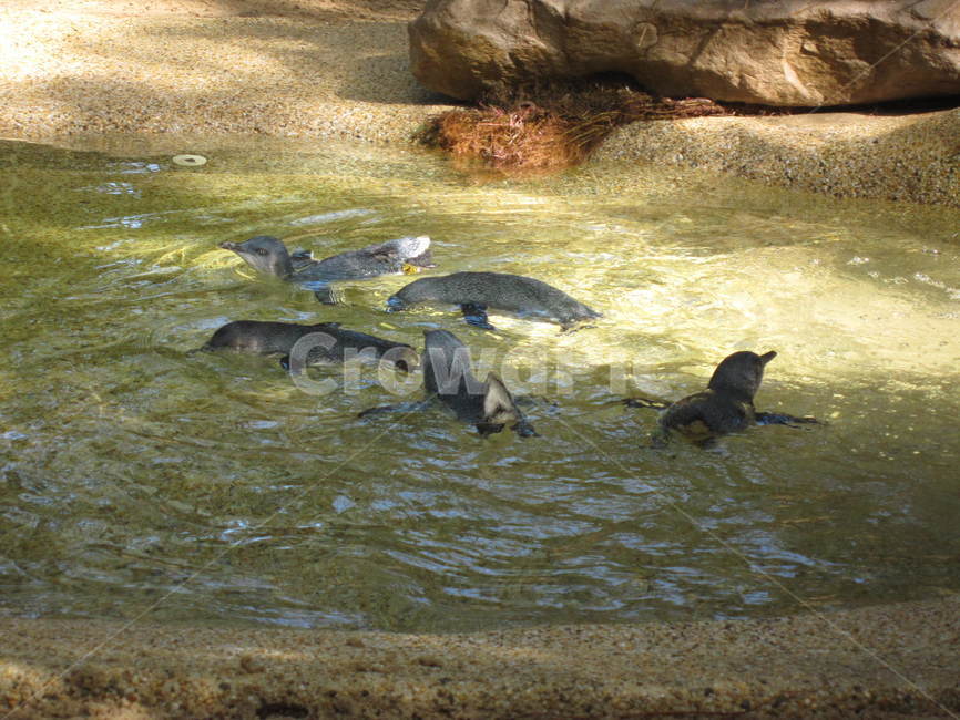 동물,animal,동물원,펭귄과,펭귄,동물,animal