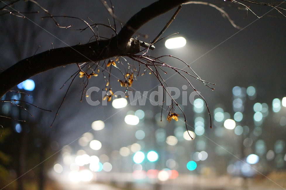 비,나무,보케,불빛,풍경,밤,nature,자연,outdoors,옥외