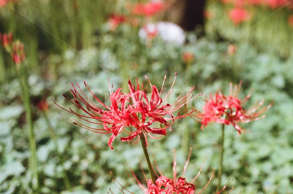 필름,필름사진,풍경,경치,꽃,landscape,flower,감성,감성사진,느낌,가을,꽃무릇,상사화,식물,자연,plants,nature,꽃,flower