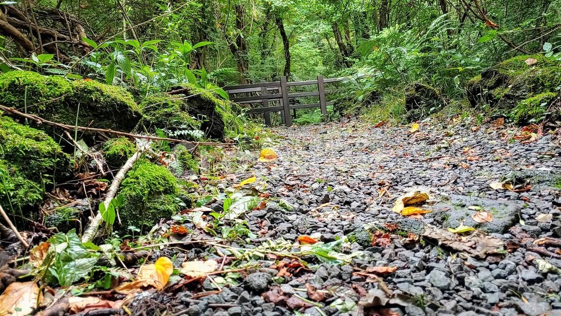 제주도,제주숲,곶자왈,제주원시림,제주화산암,jejuforest,nature,green,jejuforestlandscape,tree,forest,자연,제주도자연