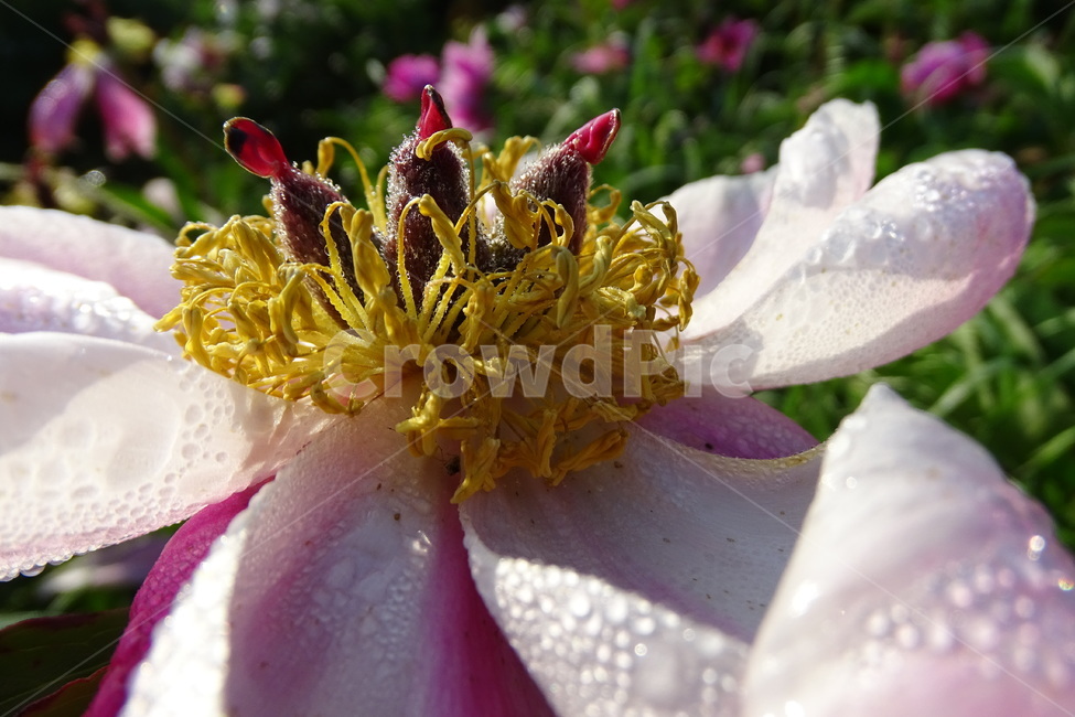 작약,이슬,봄,꽃,함박꽃,식물,자연,plants,nature,꽃,flower
