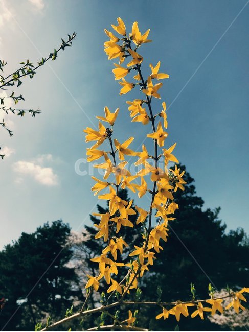 봄,봄꽃,개나리,따뜻함,힐링,봄,계절,spring,season,식물,자연,plants,nature,꽃,flower,plant,blossom