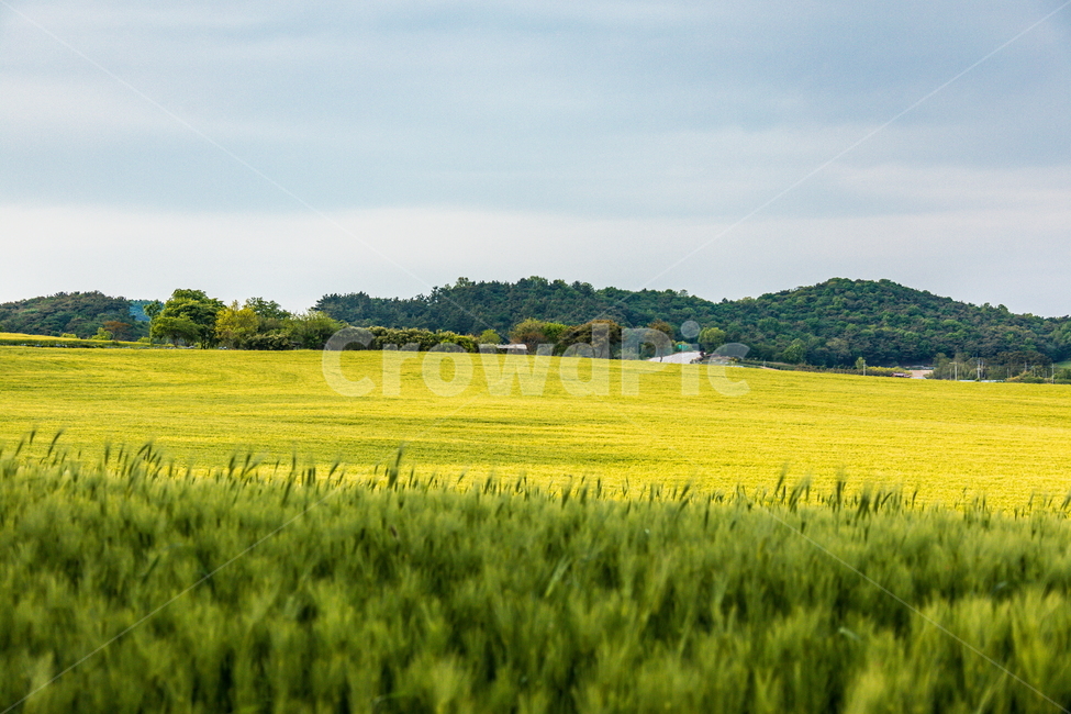 청보리,청보리밭,보리,풍경,landscape,고창청보리밭,봄