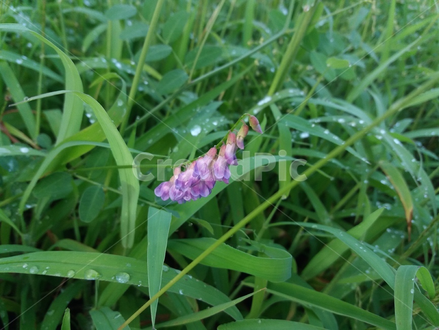 풍경,꽃,풀,이슬,보라색꽃,식물,자연,flower,plants,scenery,nature,보라색