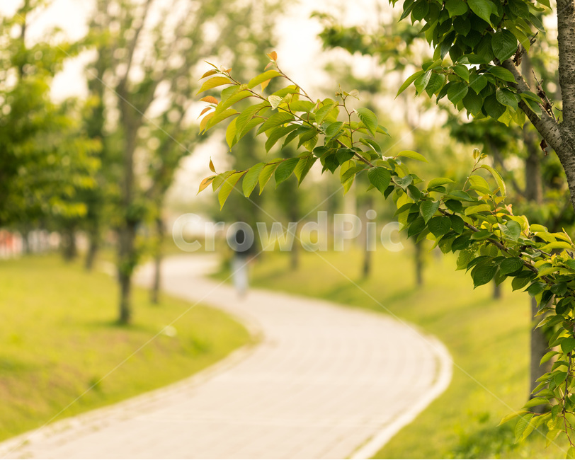 길,풍경,마중공원,solner,녹음,식물,자연,plants,nature