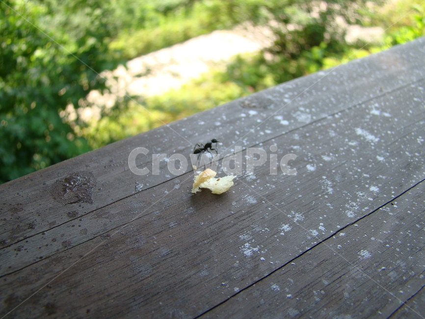 개미,곤충류,관찰,ant,곤충,곤충,벌레,insect,bug