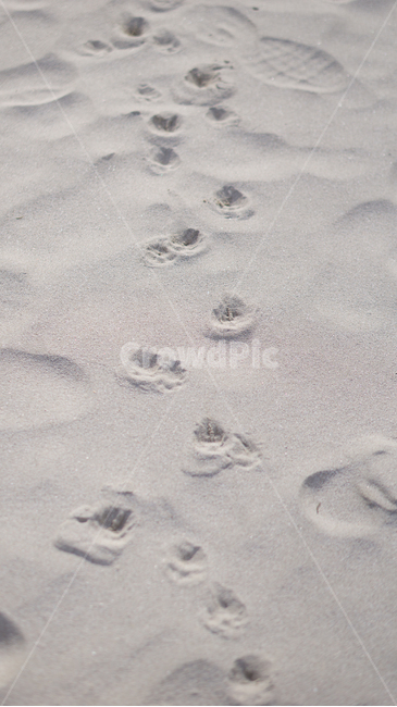 발자국,footprint,강아지발자국,모래,발자취,신발자국