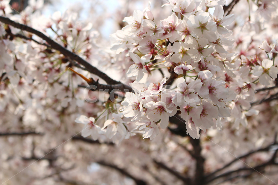 벚꽃,봄,자연,감성,꽃,spring,flower,nature,cherryblossom
