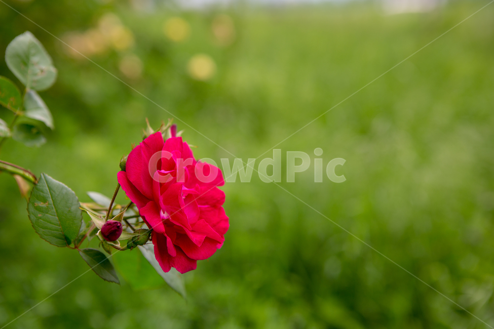 장미,장미꽃,여름,꽃,식물,빨간장미,5월,로즈데이,자연,nature,summer,rose,flower,식물,자연,plants,nature,꽃,flower