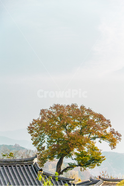 가을,기와,고택,풍경,민속마을,관광명소,한국전통,한국문화,korean traditional,korean culture,식물,자연,plants,nature,나무,trees,wood,건축물,건물외관,exterior,building,structure,architecture,construction