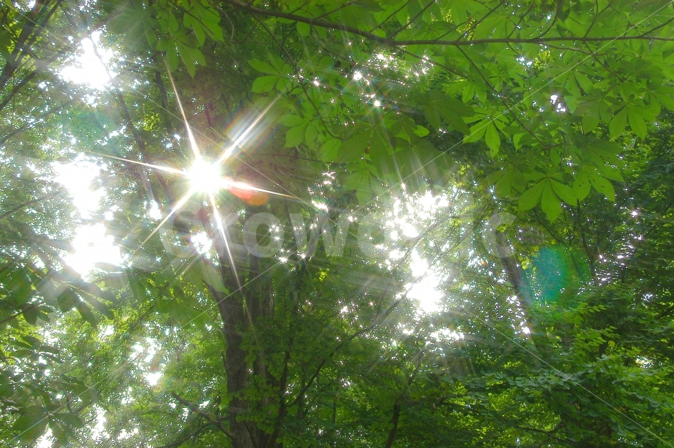 빛,햇빛,나무,숲,자연,상쾌함,푸르름,해,태양,나뭇잎,자연,풍경,nature,landscape,휴식,힐링,rest,relaxation,healing,flare,플레어,light,sunlight