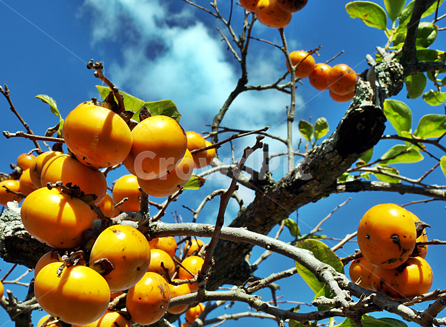 감,식용,가을,식물,계절,푸른하늘,열매,식물,자연,plants,nature,나무,trees,wood,과일,열매,fruit