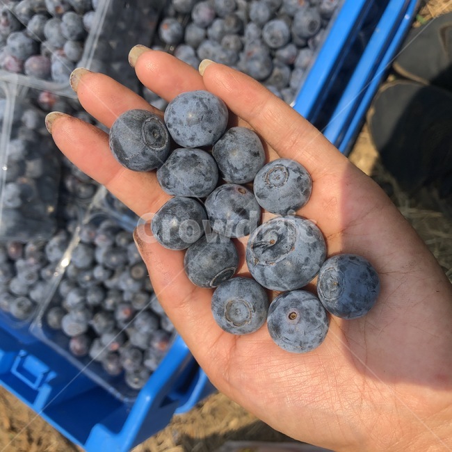 과일,fruit,food,blueberry,블루베리,plant,식물