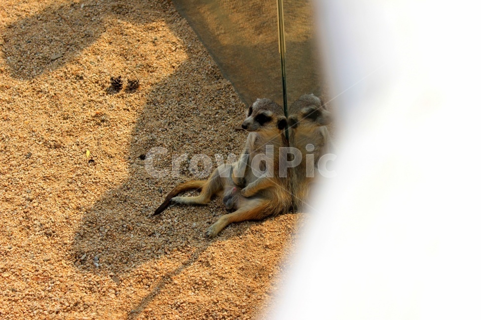 동물원,동물,미어캣,감성,휴식,힐링,포유류,동물,animal,포유류,mammal