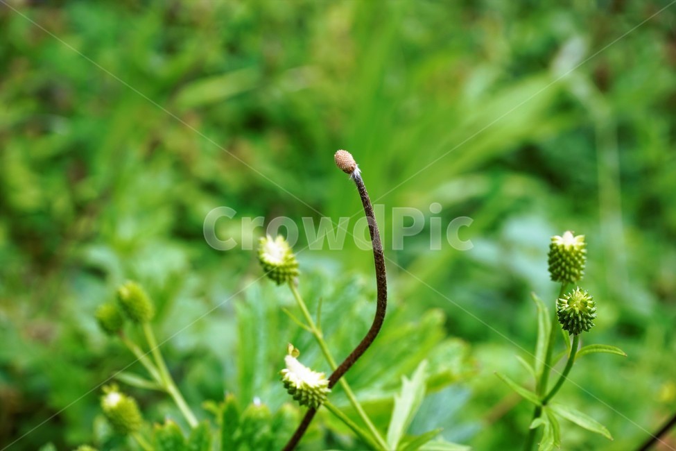 할미꽃,낙화,자연,식물,flower