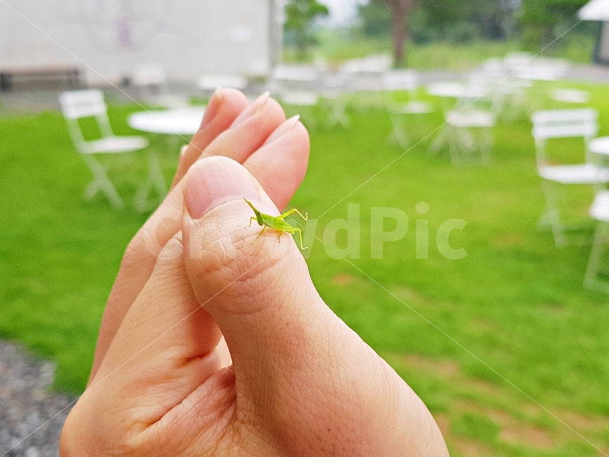 여치,가을,여름,푸르름,여유,여유로움,동물,animal,곤충,벌레,insect,bug,사람,인물,인간,human,person