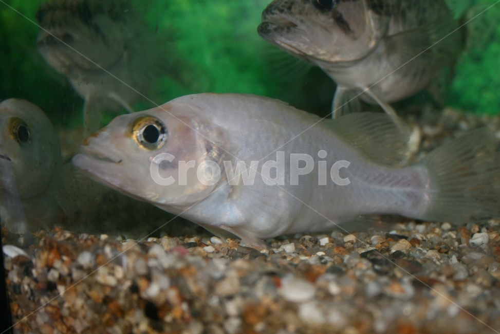 흰쏘가리,은쏘가리,알비노,돌연변이,희귀어,꺽지과,동물,animal,어류,물고기,fish