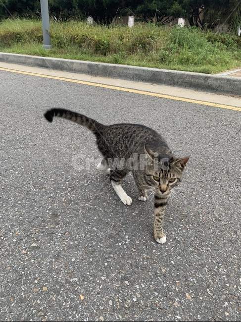 animal,동물,mammal,포유류,cat,고양이,길냥이,코숏,코리아숏헤어,asphalt,아스팔트,동물,animal,포유류,mammal,고양이,cat,kitten,kitty