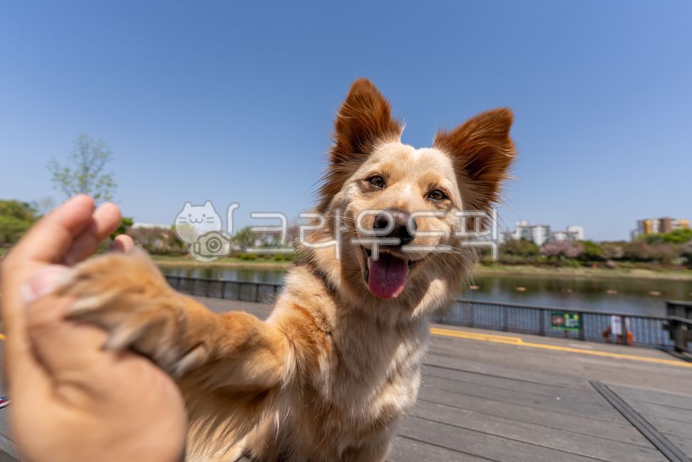 mixed dog,pet,puppy,medium sized dog,smiling dog,mixed dog,pet,puppy,dog,doggy