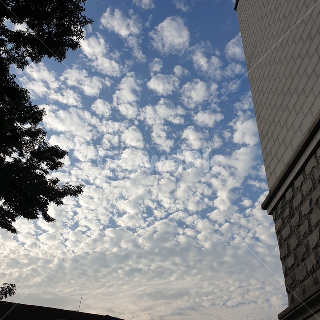 하늘,sky,cloud,구름,나무,자연,풍경,nature,landscape