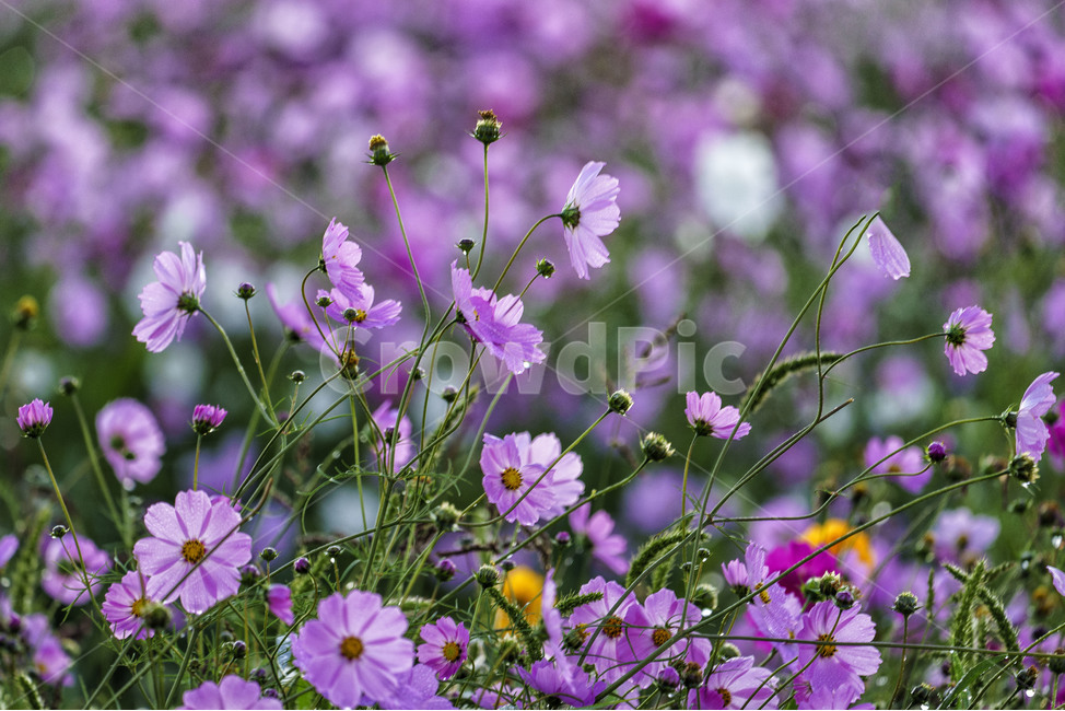 꽃,코스모스,자연,가을,식물,flower,cosmos,plants,가을,계절,fall,autumn,season,식물,자연,plants,nature,꽃,flower,geranium,제라늄,plant,blossom,pottery,도기류,vase,병 장식,jar,항아리,potted plant,화분