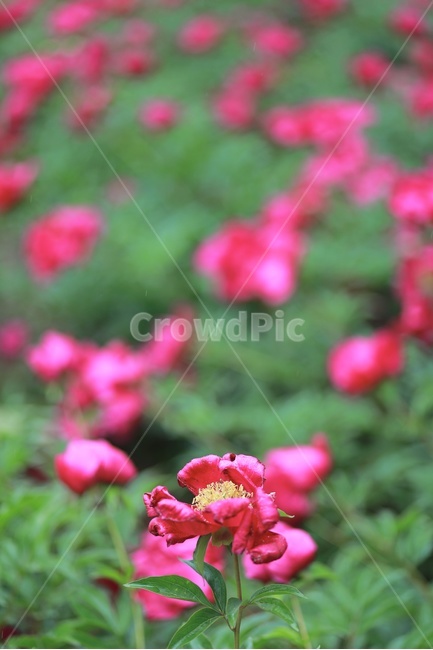 핑크색,화단,공원,정원,flower,nature,park,garden,붉은꽃,꽃밭,green,식물,자연,plants,nature,꽃,flower