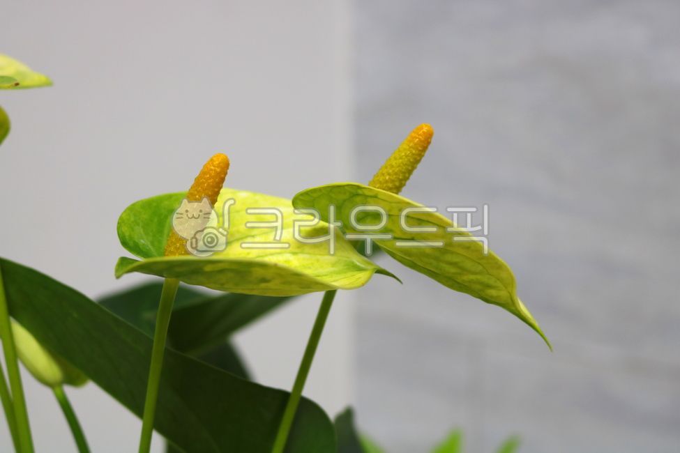 안스리움,꽃,안스리움꽃,안수리움,식물,자연,천남성과,열대식물,관엽식물,공기정화식물,관상용,잎,꽃잎,잎사귀