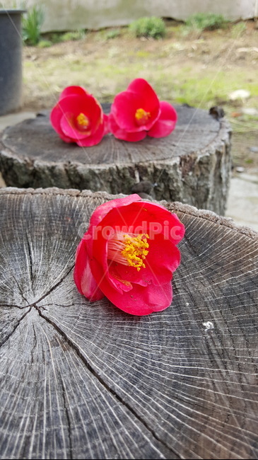 동백나무,동백꽃잎,나무,겨울,꽃잎,식물,자연,plants,nature,꽃,flower