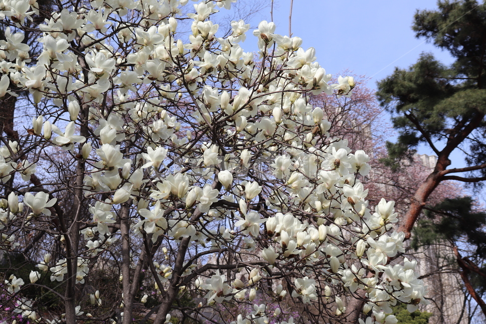 목련,봄꽃,봄,꽃,자연,flower,magnolia,natuer,경희대목련,식물,자연,plants,nature,꽃,flower